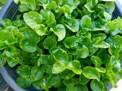 XOLDA WaterCress Seed