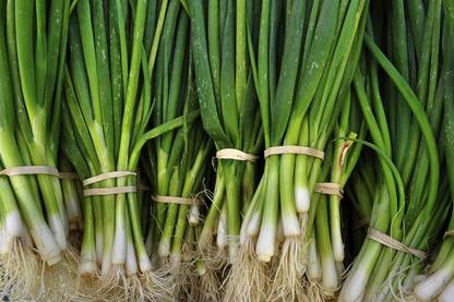 XOLDA Bunching Onion Seed