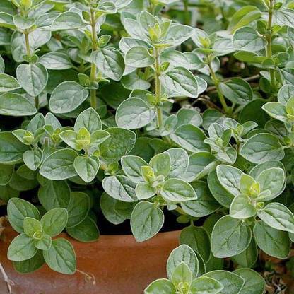 Paudha Oregano Plant Seed