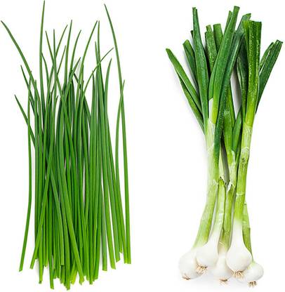 XOLDA Bunching Onion Seed