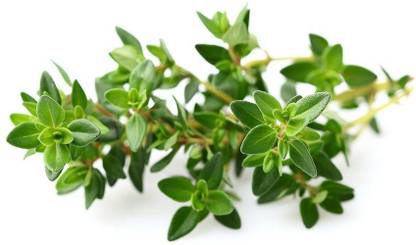 XOLDA Thyme Seed