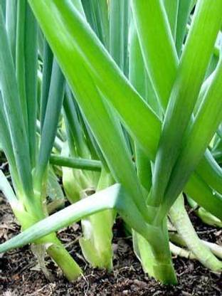 Paudha Bunching Onion Seed