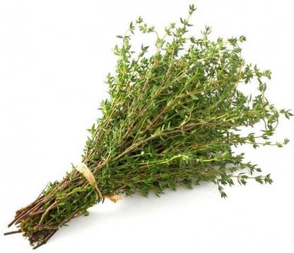 XOLDA Thyme Seed