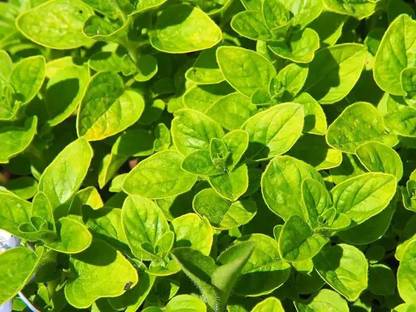 XOLDA Oregano Plant Seed