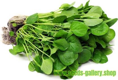 XOLDA WaterCress Seed