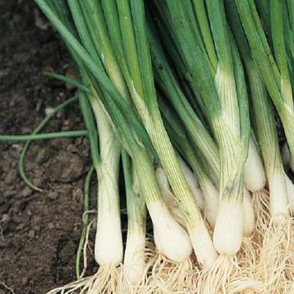 XOLDA Bunching Onion Seed