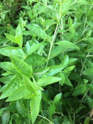 Mozette Mehndi Plant Seed