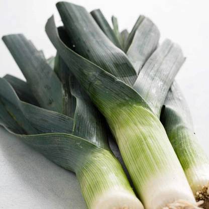 XOLDA Leek Seed