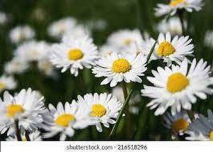 PEDPOUDHE Daisy English Double, Gulbahar Seed