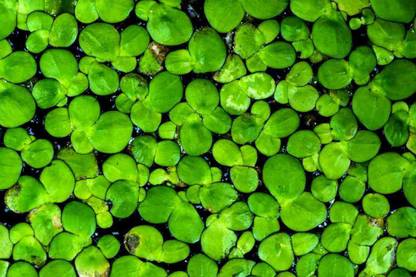 Indiana Herbalife Amazon Duckweed