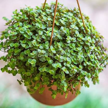KUSH Turtle Vine Plant