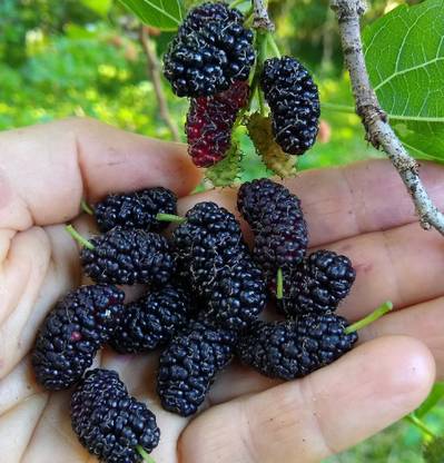 Mozette Mulberry (shahatoot) Seed
