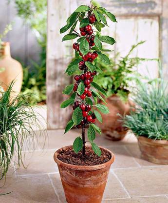 Risenshine Cherry Fruit Plant