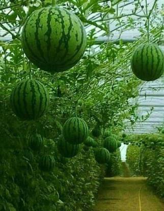 MAA Watermelon, Tarbooz Seed