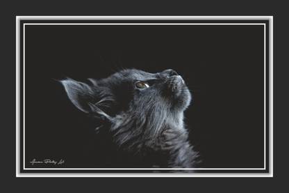 American Printing Lab Beautiful Black Cat Wall Painting Frame UV Textured 145 Digital Reprint 12 inch x 18 inch Painting