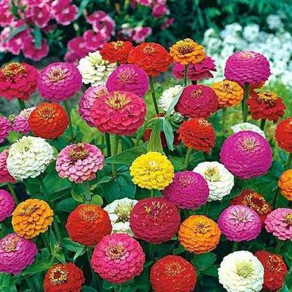 Paudha Zinnia Hybrid Flower Seed