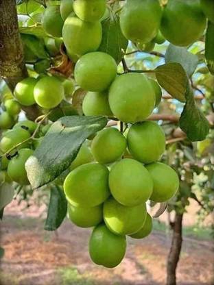 JR GLOBLE Ber Apple Plant