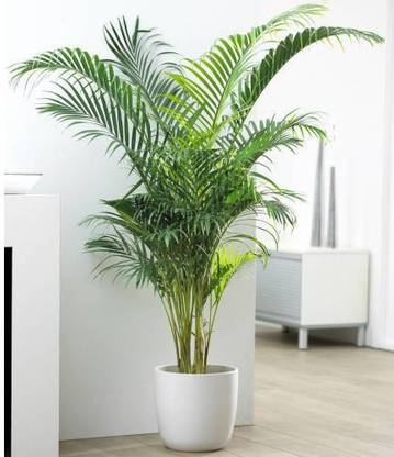 My Dream Nursery Areca Plam