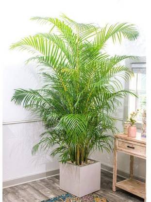 JR GLOBLE China Palm Plant
