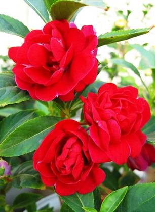XOLDA Balsam Rose Hbrid Flower Seed