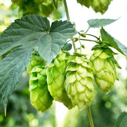 Jevik European Hop Organic Seeds Eco Pack - 30 Seeds, Exotic Plant Seed