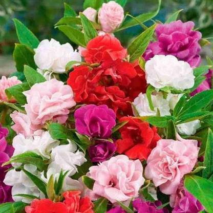 XOLDA Balsam Rose Hbrid Flower Seed