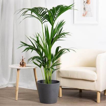 JR GLOBLE China Palm Plant