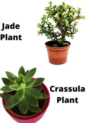 Kooku Crassula Plant