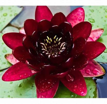 SeedsVille Red Black Lotus Seed