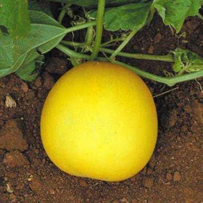 Chalisa Yellow Cucumber, Cucumis, Cucumber Yellow Round Seed