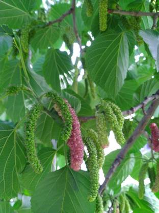 ishika Shatoot Seeds, Shahtoot, Mulberry Seed