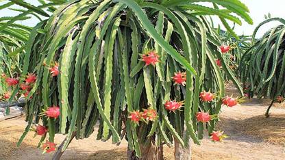 Cloud Farm Dragon Tree