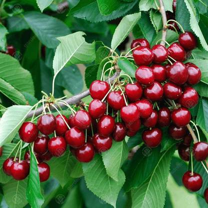 PLANTSNSEED Cherry Fruit Plant