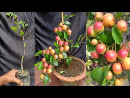 Cloud Farm Ber Apple Plant