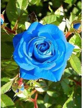 Sagarvanshi BLUE ROSE Seed