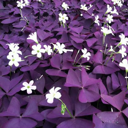 Audbhidhi Oxalis (Regnelli) Winter Flower Bulbs Plant Seed for Home Gardening Seed