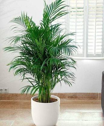 Greenery Nursery Areca Palm