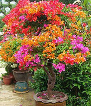 JR GLOBLE Baugainvillea Plant