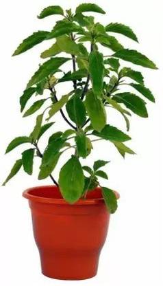 gorgeous moment tulsi Seed