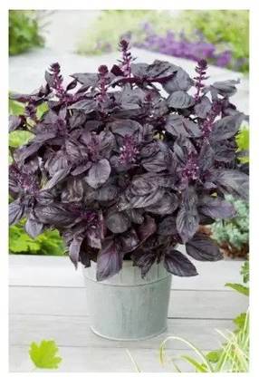 gorgeous moment tulsi Seed