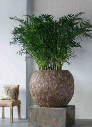 Rainbow Garden Areca Palm