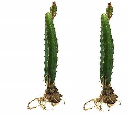 KOO Retails Dragon Tree