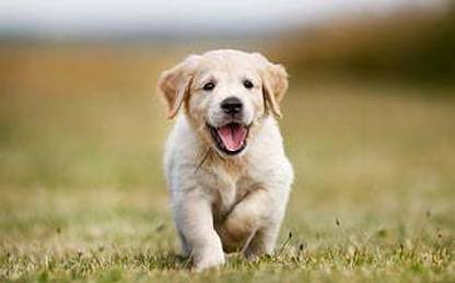 Hd Golden Retriever Puppy Running Labrador Cute Dog Pets Cute Animals Dogs Labrador N Matte Finish Poster Paper Print
