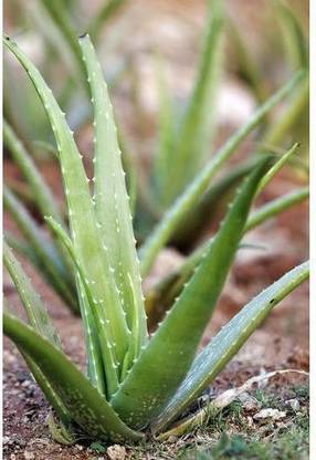 Marinetree Aloe Vera Plant