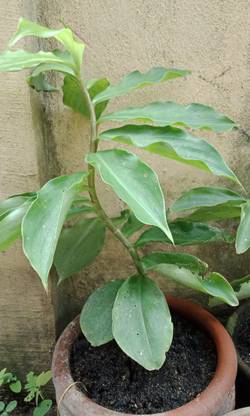 My Dream Nursery Anthurium Violet Tail Flamingo Flower lace Plant