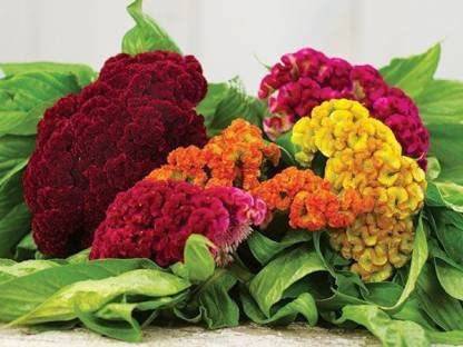 VibeX TLX-7 - CELOSIA COCKSCOMB MIXED FLOWER - (60 Seeds) Seed
