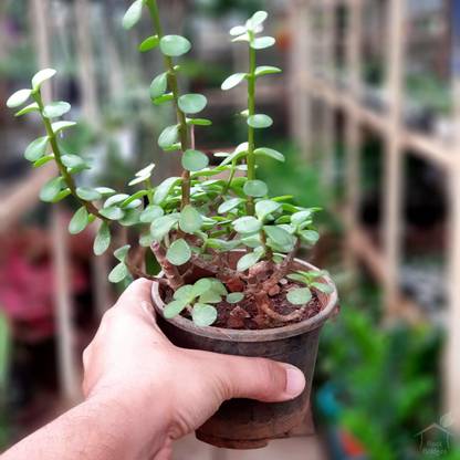 Root Bridges Jade Plant