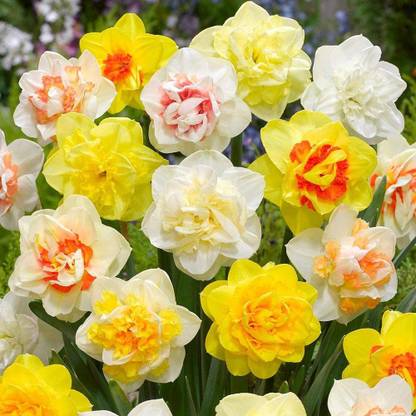 Udanta Daffodil Flower Bulbs Mix Color For Home Garden Suitable Any Climate Pack Of 5 Pc Seed