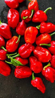 GOLINA HABANERO CHILLY, SMALL CAPSICUM PEPPER CHILLY, SPICY CAPSICUM, UNDA MULAK Seed