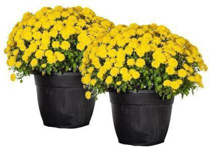 pagoda point Chrysanthemums/ Guldavari Plant